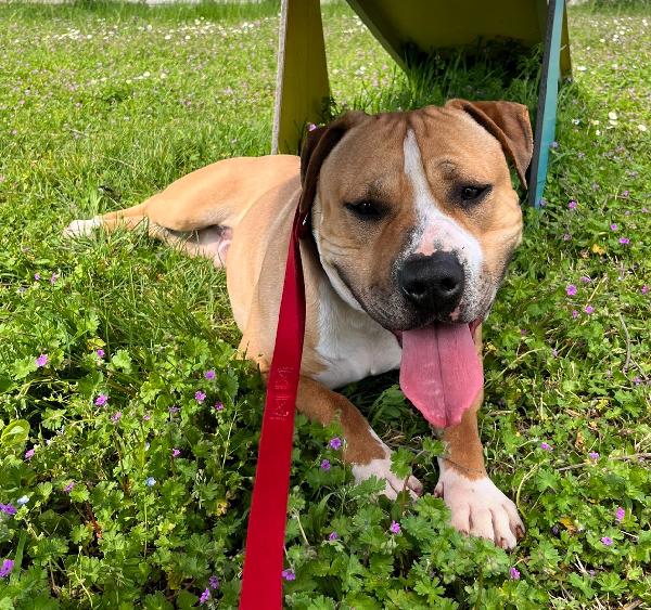 PABLO PIT CERCA CASA Foto 5